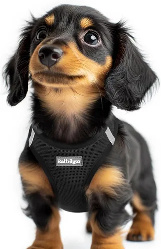 Miniatura 62 de rabbitgoo Arnés para perro pequeño, chaleco de malla suave para cachorros con hebilla de seguridad, arnés reflectante transpirable para mascotas