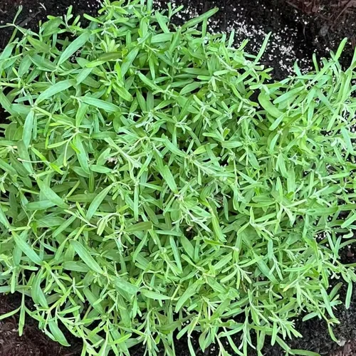 Miniatura 5 de ZEshops 1000 semillas de lavanda – Floraciones de reliquia fragantes sin OMG para plantar al aire libre, plantas perennes aptas para polinizadores