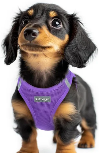 Miniatura 16 de rabbitgoo Arnés para perro pequeño, chaleco de malla suave para cachorros con hebilla de seguridad, arnés reflectante transpirable para mascotas