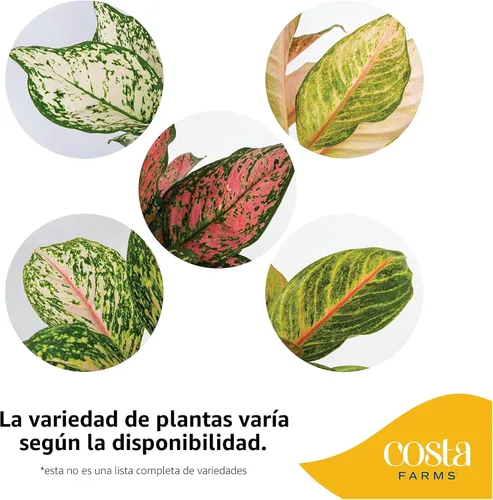 Miniatura 2 de Costa Farms - Aglaonema, planta de interior viva, auto-riego, maceta decorativa, 1 pie de alto, colección Trending Tropicals Maceta de decoración