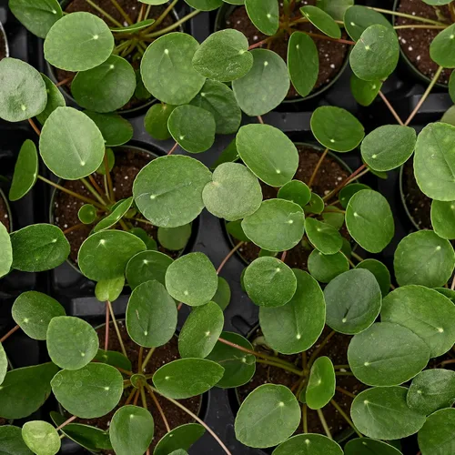 Miniatura 4 de Planta de dinero chino de invernadero Thorsen's, planta de interior vivo, planta suculenta interior, pilea peperomioides, 8 pulgadas, maceta