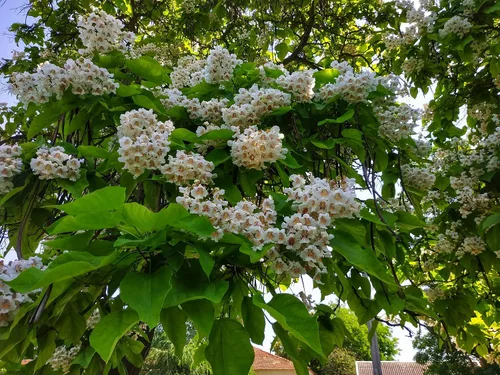 Miniatura 2 de Catalpa - Semillas de árbol para plantar, 100 semillas para cultivar, flores impresionantes, hojas grandes y vainas de semillas similares a frijoles