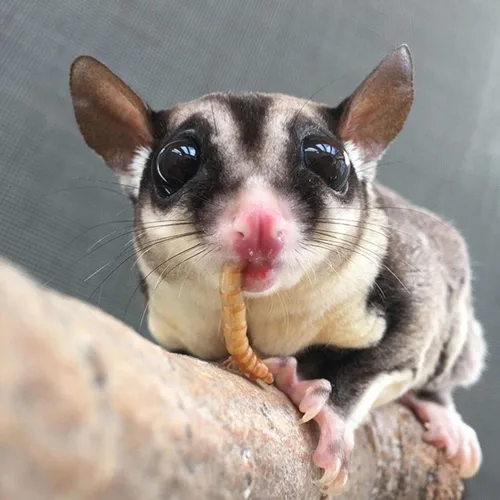 Miniatura 4 de Surtido de 6 golosinas para mascotas con mezcla de frutas secas, insectos secos y otros crujientes - Para planeadores de azúcar, erizos, ardillas