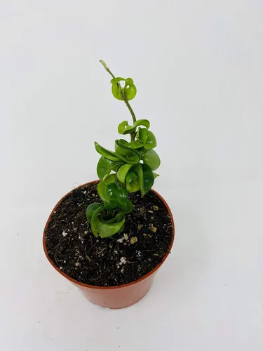 Miniatura 2 de Hindú India Cuerda Planta- Hoya Exótica por: JMBAMBOO