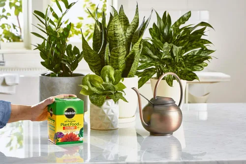Miniatura 5 de Miracle-Gro Alimento soluble en agua para plantas multiusos - Fertilizante para todas las plantas de interior o exterior, incluyendo rosas, flores
