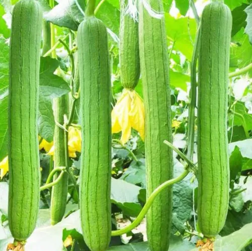 30 Uds Suave Esponja Calabaza Semillas Loofah Serpiente Melón EE.UU. Semillas Vegetales Asiáticas Heirloom