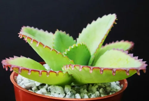 Mother of Thousands Kalanchoe Daigremontiana - Sombrero mexicano PIant Suculent rs2a1c (PIant de 4 pulgadas)