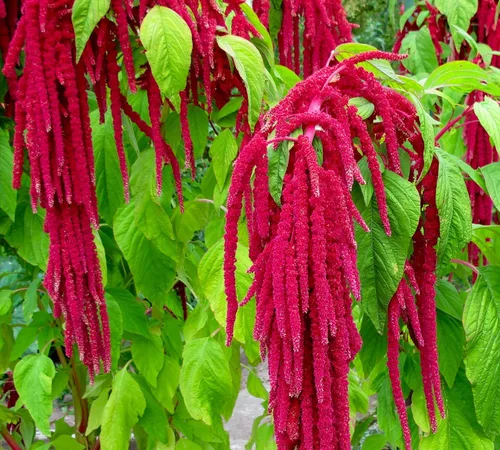 Miniatura 3 de Semillas únicas de cola de zorra, amaranto, amaranto caudatus, 400 semillas sin OMG para plantar plantas de jardín inusuales, ideales para colgar