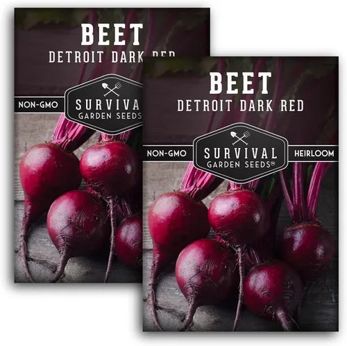 Miniatura 10 de Detroit - Semillas de remolacha roja oscura para plantar, remolacha roja clásica para cultivo de jardín al aire libre, remolacha tradicional de alto