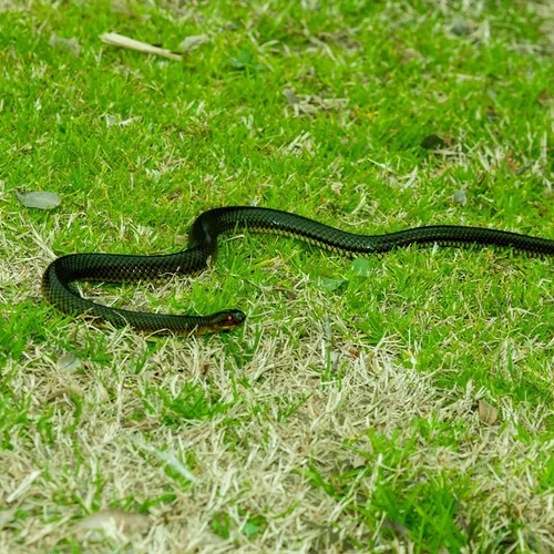Miniatura 5 de Broma de serpiente con clip de cuerda, serpiente falsa en una broma de cuerda, broma de serpiente de goma realista para burlas de amigos, mantener a