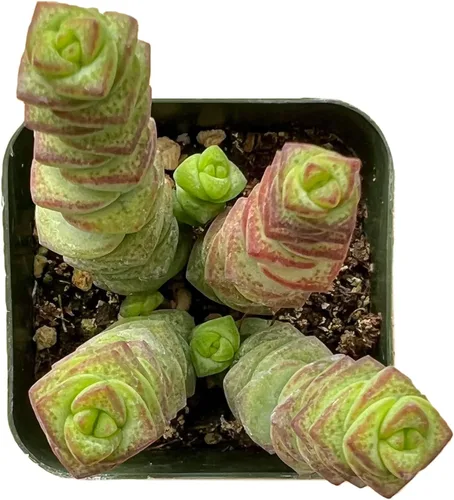 Miniatura 2 de Sprout N Green Crassula - Collar para bebé, cadena de botones suculentos vivos totalmente arraigados en maceta de 2 pulgadas, planta de casa