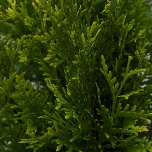 Miniatura 3 de Green Giant Arborvitae (2.5 galones) Thuja Green Giant Árbol de hoja perenne vivo de rápido crecimiento para privacidad