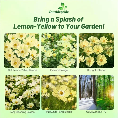 Miniatura 2 de Outsidepride Lemonade Cosmos Bipinnatus Seeds – 50 piezas anuales, fáciles de cultivar y tolerantes a la sequía, semillas de flores para plantar