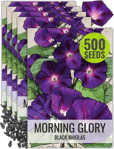 Miniatura 19 de Seed Needs Milky Way Morning Glory - Semillas para plantar enredaderas con flores, reliquia y escaladores polinizados abiertos para crear una cerca