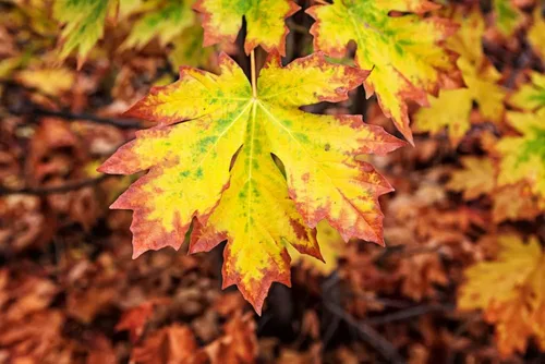 Bigleaf - Semillas de árbol de arce para plantar | Más de 30 semillas | Muy apreciadas para paisajismo y bonsái, Acer macrophyllum
