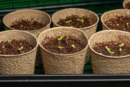 Miniatura 2 de 30 semillas redondas de calabacín para plantar, semillas tradicionales sin OMG, cultivadas en Estados Unidos en embalaje impermeable prémium