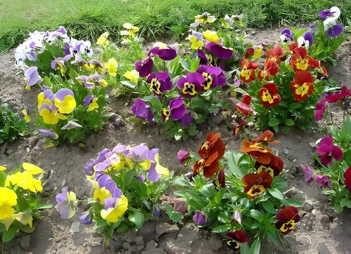 Swiss Giant Pansy Seeds (Viola × wittrockiana) - Flores grandes y vibrantes en colores mixtos, sin OMG, resistentes al frío, anual de larga