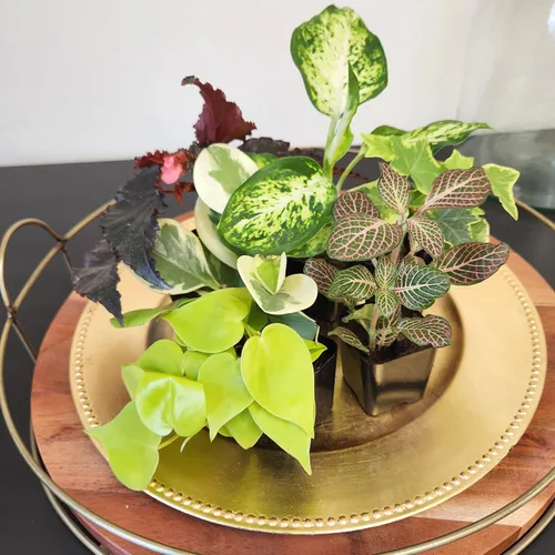 Miniatura 9 de Plantas de interior vivas fáciles de cultivar (paquete de 6), colección de lujo de plantas de interior purificadoras de aire, peperomia, plantas