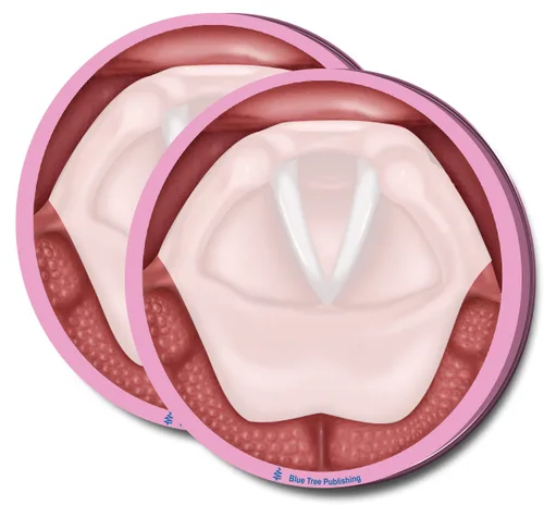 Miniatura 5 de Notas Adhesivas de Anatomía