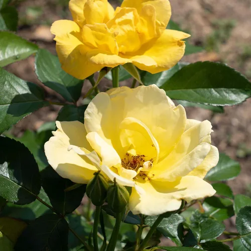Miniatura 7 de Perfect Plants Easy Bee-zy™ Knock Out® Rose Bush 1 galón Arbusto de rosas vivas Rosas frescas