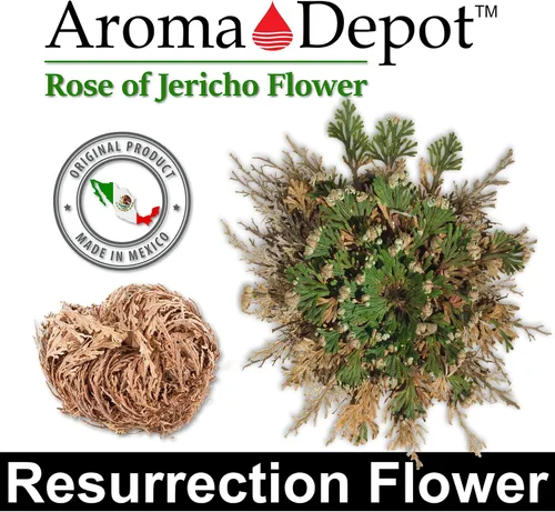 Miniatura 6 de ONE - Flor de Jericó Flor de Jericó - Planta de Resurrección Selaginella Lepidophylla Rosa Seca I Rosa Sagrada I Planta Doradilla 2.5