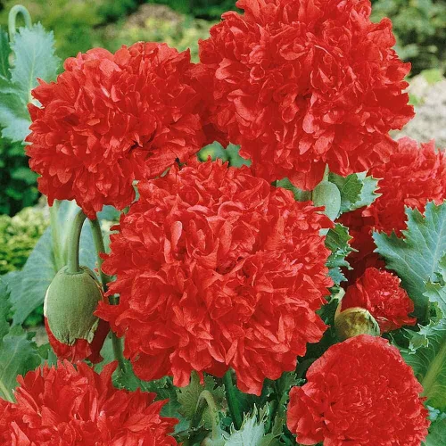 Miniatura 7 de Outsidepride Semillas de peonía y amapola para plantar, 5,000 piezas anuales, tolerantes a la sequía y fáciles de cultivar semillas de flores Rojo
