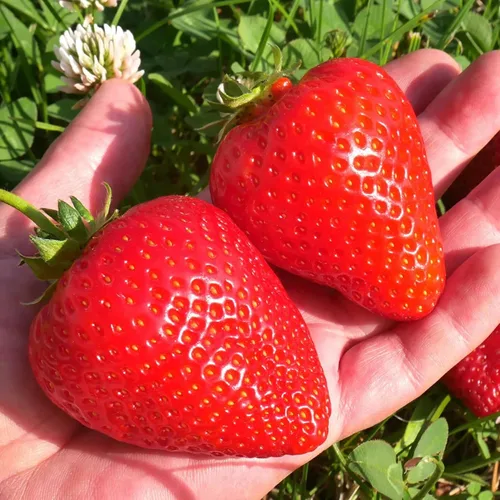Miniatura 3 de Más de 1500 semillas de frutas para plantar, 400 fresas, 200 arándanos, 300, frambuesa, 300, morera, 200, arándano, 20 cereza, 6 paquetes