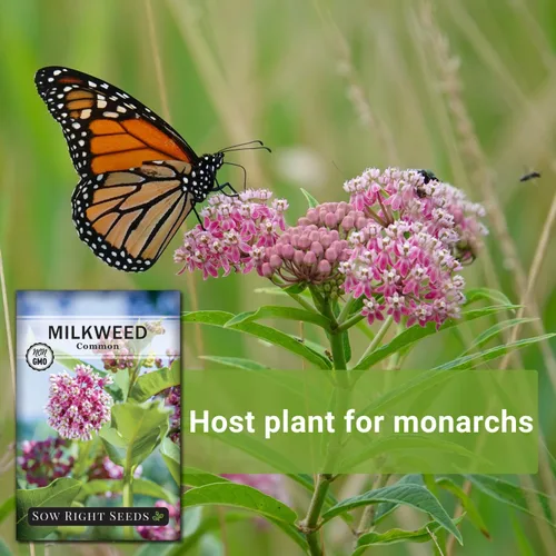 Miniatura 5 de Sow Right Seeds - Semillas de algodoncillo común para plantar - Cultiva tus propias asclepias para mariposas monarca - Mala de leche/Asclepias