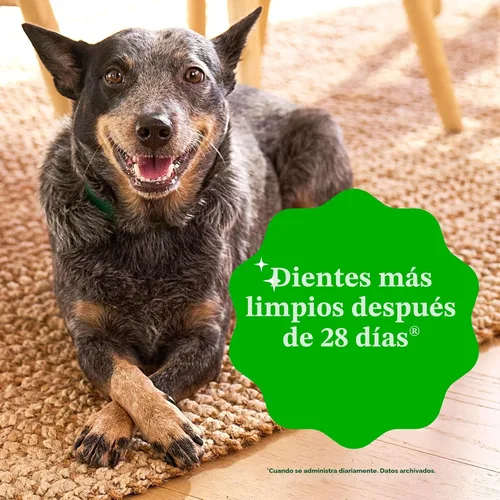 Miniatura 5 de Greenies - Golosinas naturales de cuidado dental para perros pequeños, sabor fresco, paquete de 12 onzas (20 unidades)