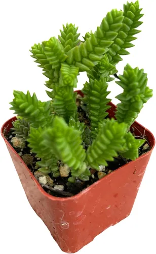 Miniatura 14 de Plantas de Cactus Suculentas Vivas (Maceta de 5 cm Echeveria Minima)