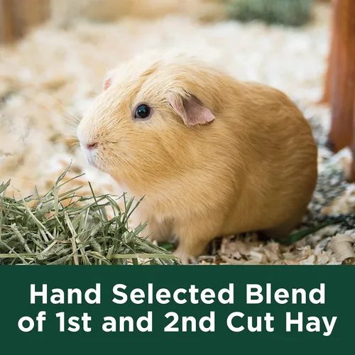 Miniatura 6 de Kaytee All Natural Timothy Hay Plus caléndulas para conejillos de indias, conejos y otros animales pequeños, 24 onzas