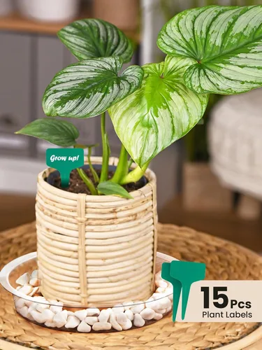 Miniatura 7 de GROWNEER 15 paquetes de platillos transparentes de 6 pulgadas para plantas, bandejas para macetas, con 15 etiquetas para plantas, platillos