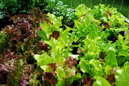 Miniatura 5 de Semillas Bebé Lechuga Vitamina Mezcla Balcón No GMO Heirloom