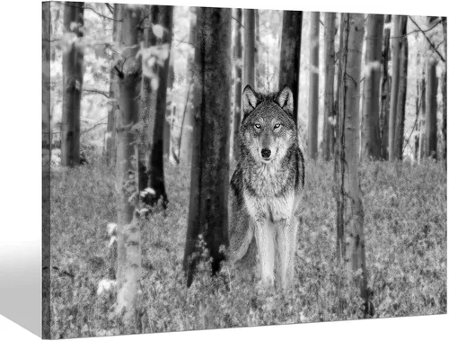 Miniatura 9 de Sea Whisper - Lienzo de arte de pared de vida silvestre, lobo en la hierba con ojos firmes, naturaleza, bosque, escena de parque, pintura artística