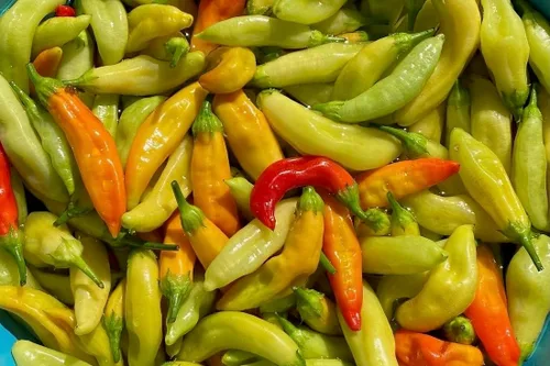 Miniatura 4 de Plant Good Seed Semillas de pimienta Aji Amarillo orgánicas para plantar: chile tradicional peruano, frutos amarillos anaranjados - Paquete de 30