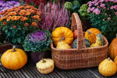 Miniatura 2 de Semillas grandes de calabaza para plantar, más de 25 semillas tradicionales por paquete, semillas de jardín de Isla (semillas de jardín de Isla)