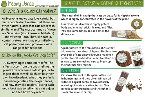 Miniatura 7 de Meowy Janes Matatabi - Palitos masticables – Un juguete natural para gatos y golosinas para gatos – Alternativa de hierba gatera