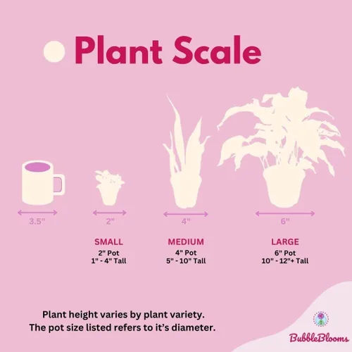 Miniatura 7 de BubbleBlooms Surtido de Alocasia rara, juego de 4 unidades, 2 pulgadas, Jewel, Jacklyn, Cuprea Pixie Plantas