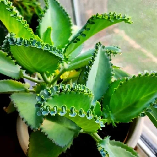 Planta de Kalanchoe viva, Madre de miles en maceta de 2 pulgadas, planta suculenta rara de interior (Kalanchoe verde)
