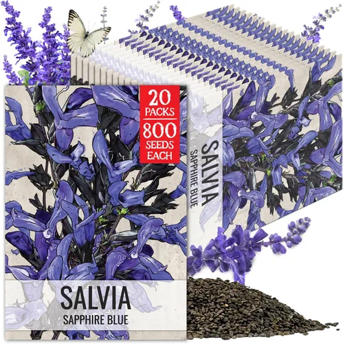 Miniatura 16 de Seed Needs, semillas de salvia roja escarlata - 800 semillas de variedad antigua para plantar Salvia coccinea - Flor silvestre perenne para un