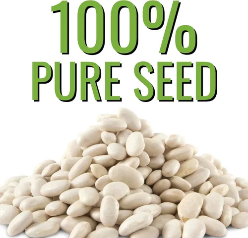 Miniatura 5 de Seed Needs Semillas de Frijol Lima para Plantar Frijoles Henderson Lima - Semillas de Vegetales Heirloom Sin OMG y Sin Tratar para Plantar un Jardín