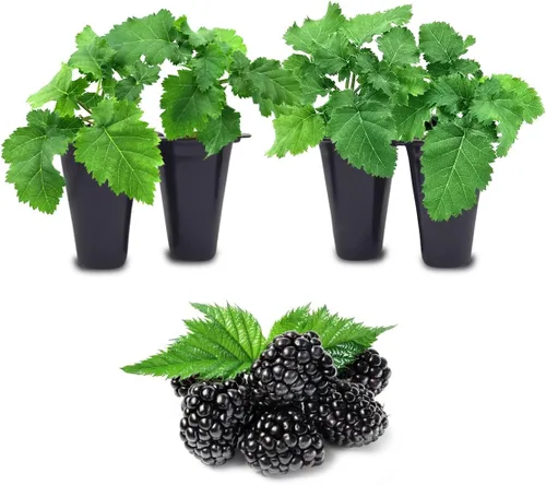BlackBerry Plants Freedom-Ark (4 unidades) Plantas vivas en venta | Plantas fáciles de cultivar | Planta frutal comestible para una vida sostenible