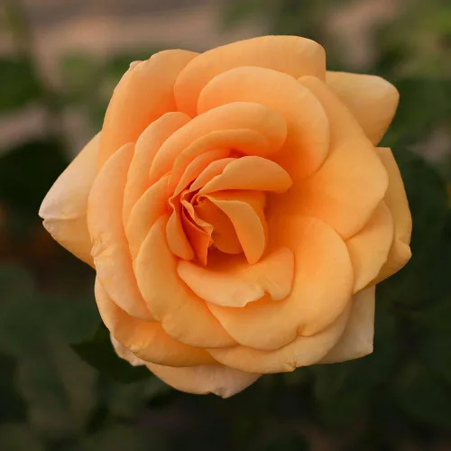 Miniatura 3 de Heirloom Roses Rosa de té híbrida - Planta de rosa fragante naranja Beautiful Day™