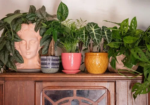 Miniatura 2 de American Plant Exchange - Árbol del dinero, planta viva fácil de cuidar, maceta de 4 pulgadas, planta de 1.5 pies de alto, para interiores