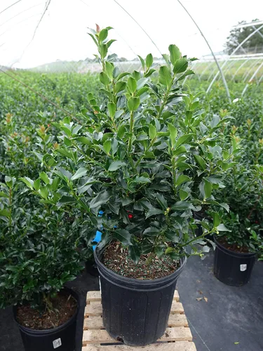 Miniatura 4 de Ganadores probados - Ilex x meserveae Castle Spire (Acebo) Evergreen, 3 - Contenedor
