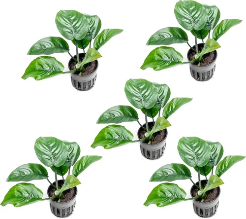 Miniatura 47 de SubstrateSource Plantas vivas – Anubias Hastifolia (Anubias hastifolia) – Luz baja a moderada, hojas en forma de flecha de color verde medio a
