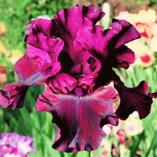 Miniatura 3 de 120 semillas de iris mezcladas impresionantes perennes, fragantes raros azules mágicos bicolor de la bandera siberiana flor
