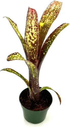 Miniatura 4 de ragnaroc Plantas vivas – Bromelia Billbergia Casa Blanca, 8-12" en maceta de 4" - 1 unidad - Llegada viva garantizada - Plantas