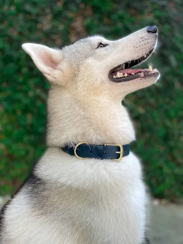 Miniatura 8 de Collar clásico para perro Tuff Pupper ¨para toda la vida¨, resistente y duradero, más fuerte que la piel, impermeable y sin olor Azul medianoche
