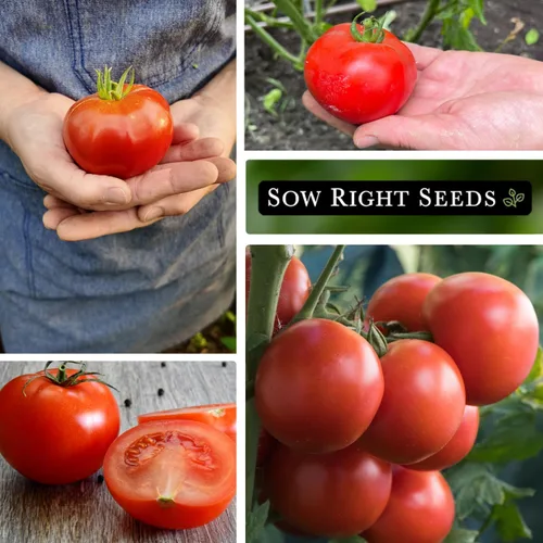 Miniatura 4 de Sow Right Seeds - Semillas de tomate Homestead para plantar - Paquete de reliquia sin OMG con instrucciones para plantar un huerto casero - Variedad